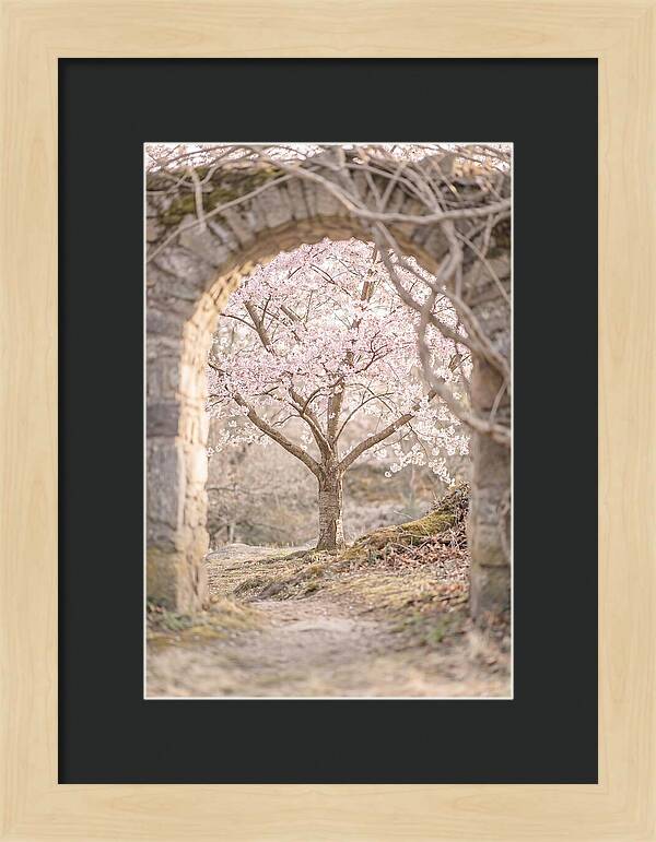 Cherry Blossom Serenity