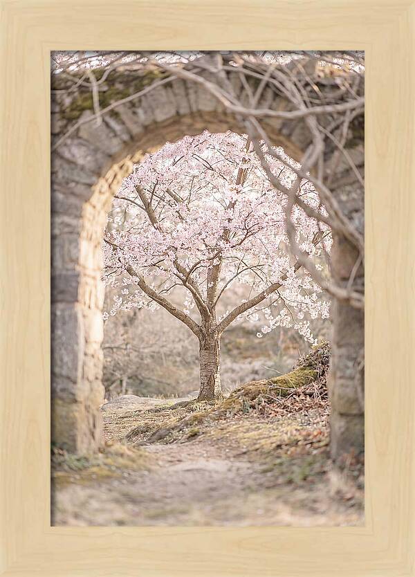 Cherry Blossom Serenity