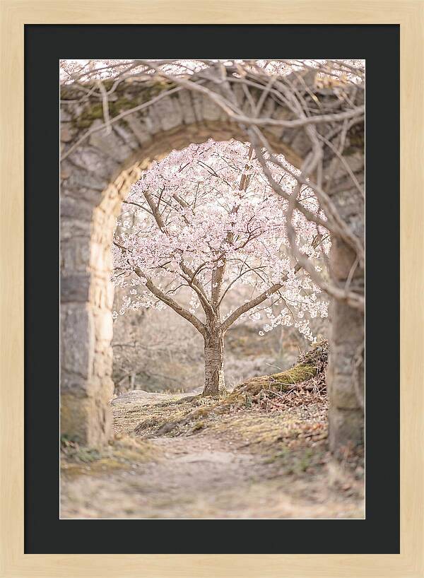 Cherry Blossom Serenity