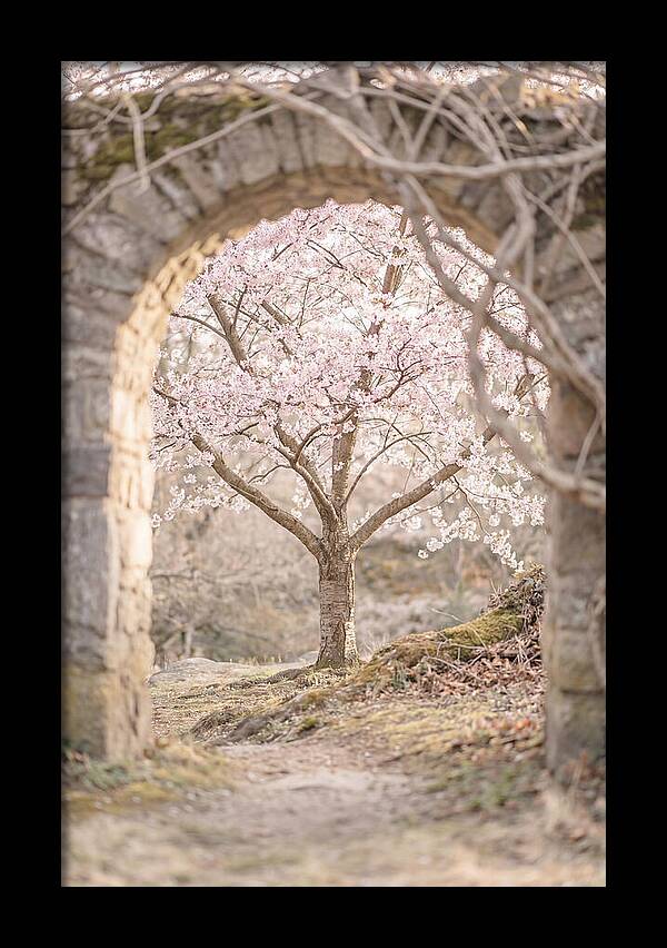 Cherry Blossom Serenity