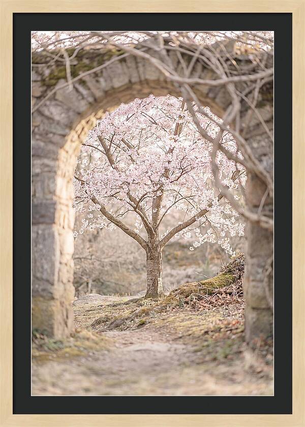 Cherry Blossom Serenity
