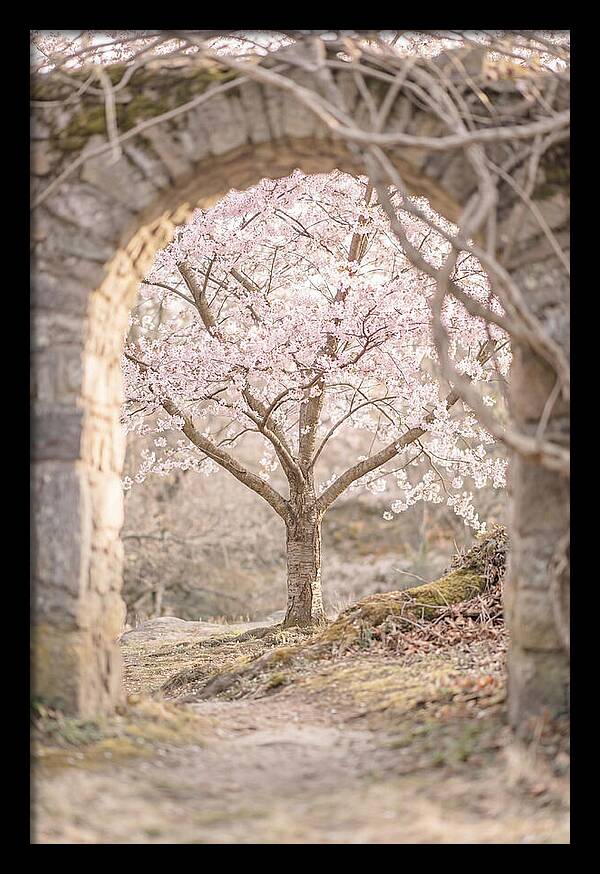 Cherry Blossom Serenity