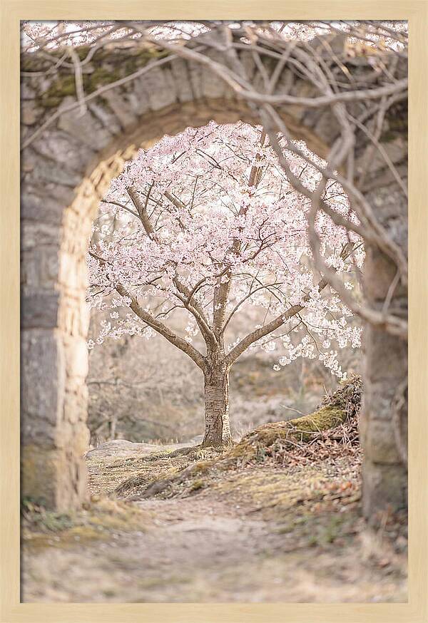 Cherry Blossom Serenity