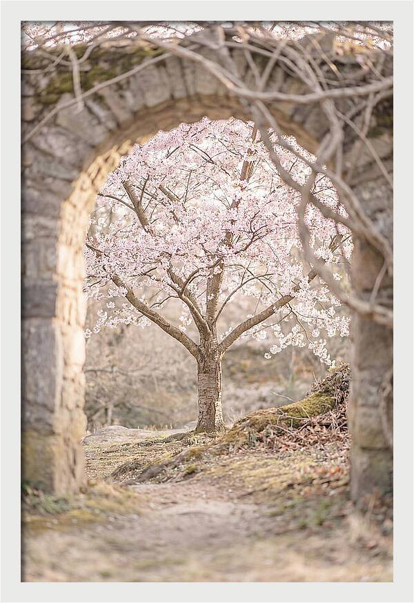 Cherry Blossom Serenity