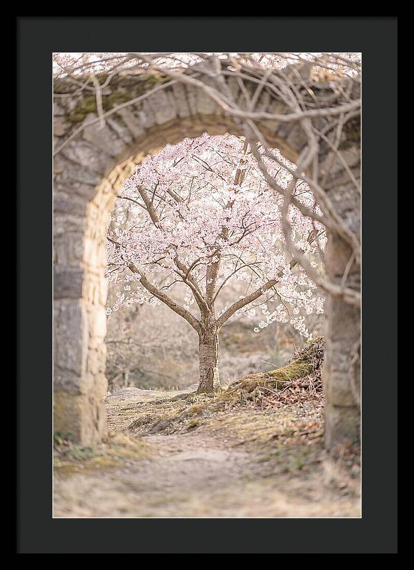 Cherry Blossom Serenity