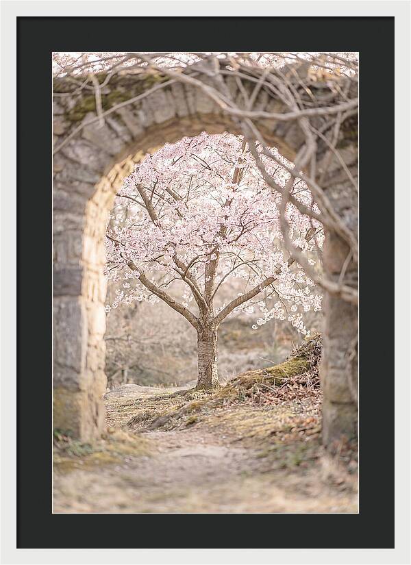 Cherry Blossom Serenity