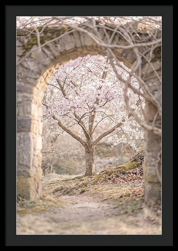 Cherry Blossom Serenity
