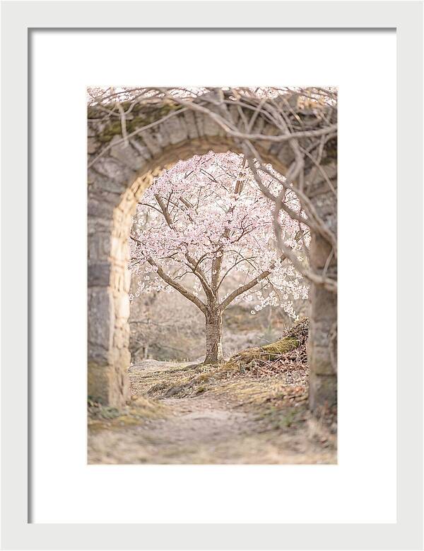 Cherry Blossom Serenity
