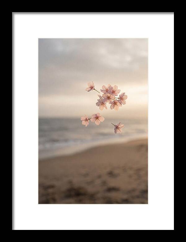 Cherry Blossoms Drifting Through Air