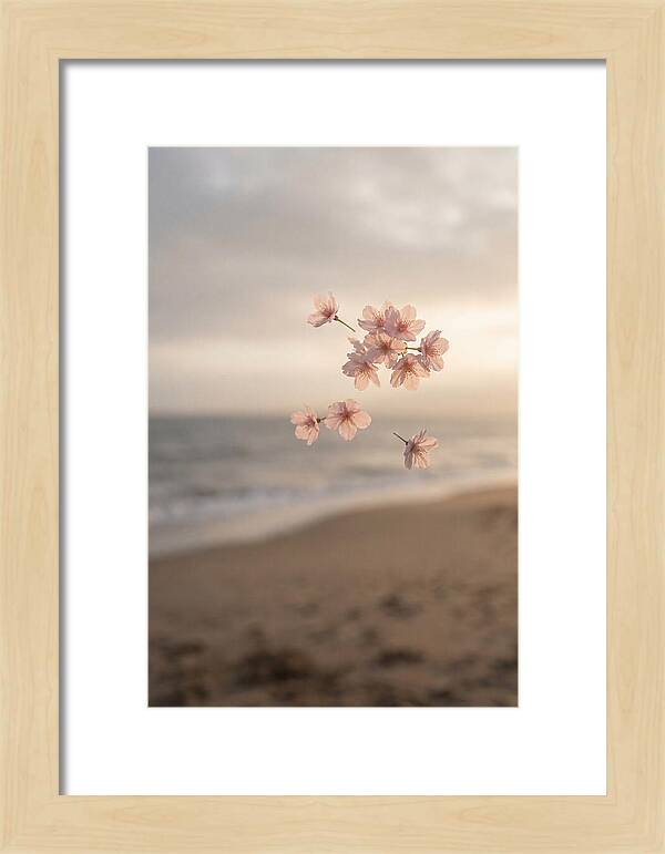 Cherry Blossoms Drifting Through Air