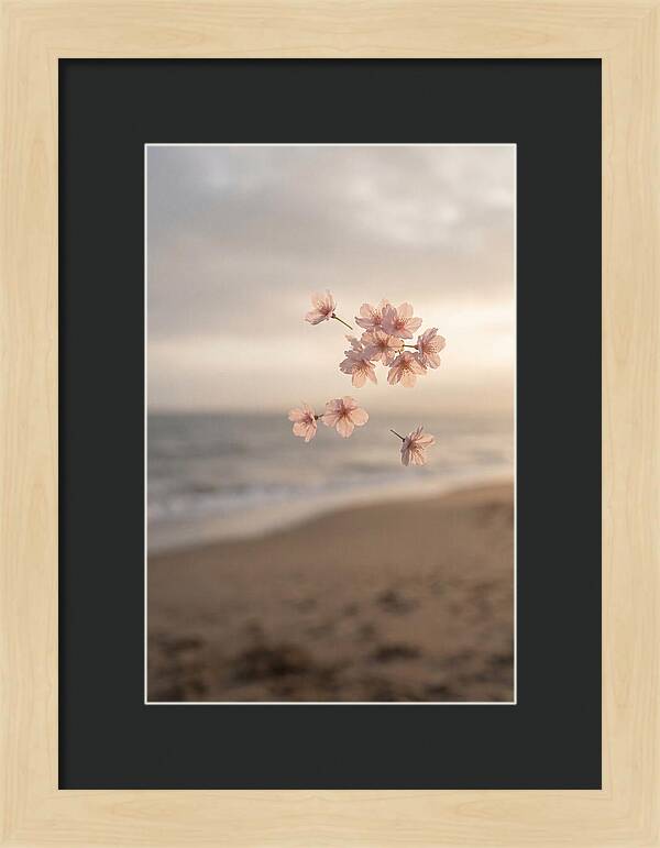 Cherry Blossoms Drifting Through Air