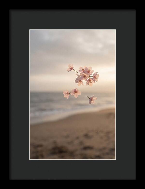 Cherry Blossoms Drifting Through Air