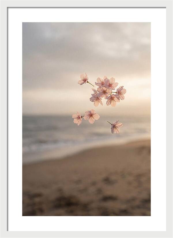 Cherry Blossoms Drifting Through Air