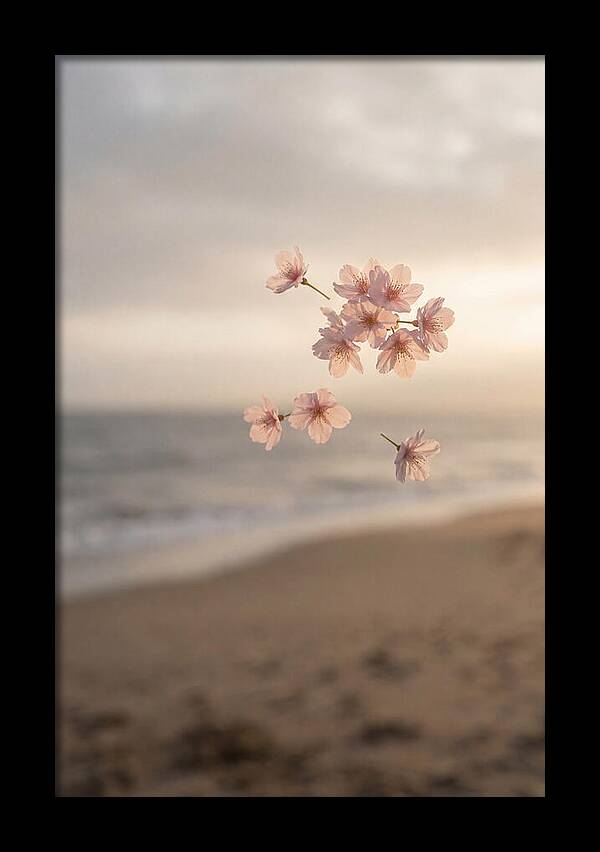 Cherry Blossoms Drifting Through Air