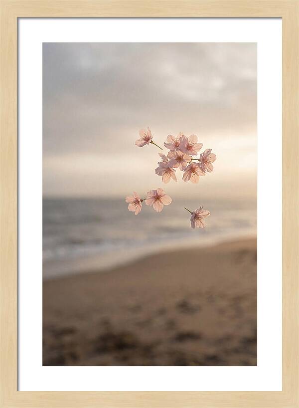 Cherry Blossoms Drifting Through Air