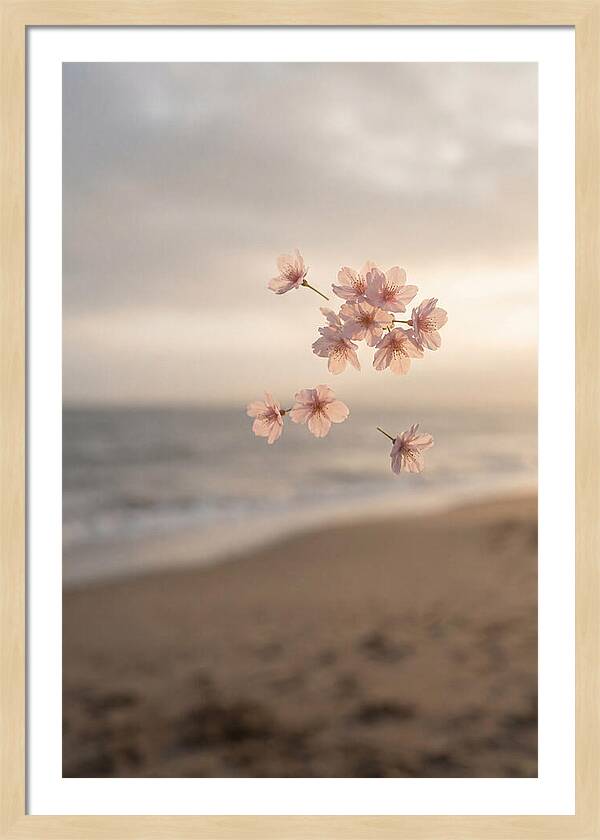 Cherry Blossoms Drifting Through Air