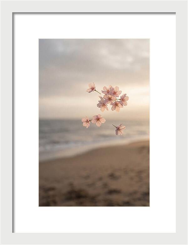 Cherry Blossoms Drifting Through Air