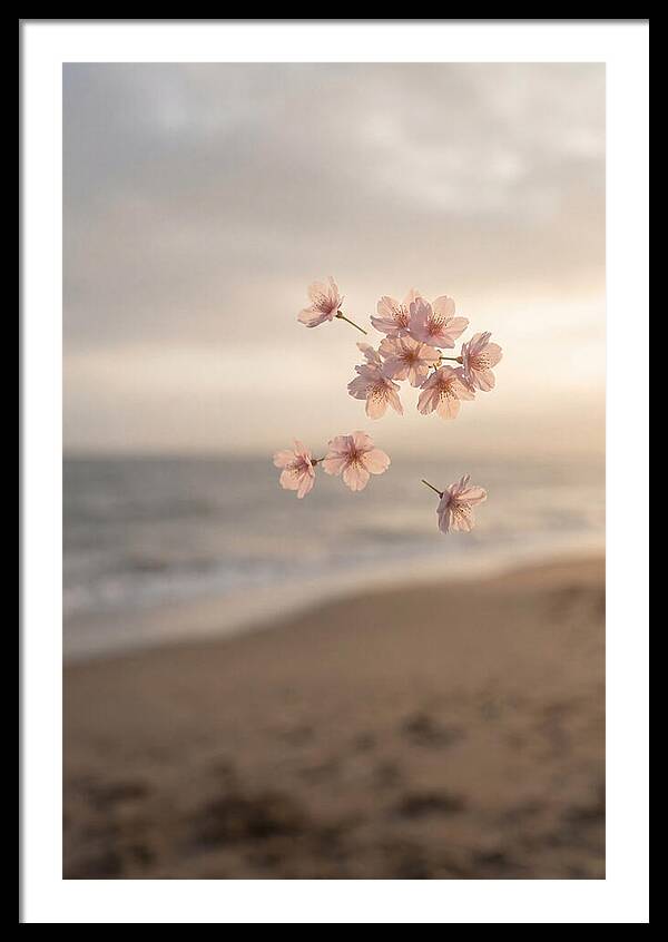 Cherry Blossoms Drifting Through Air