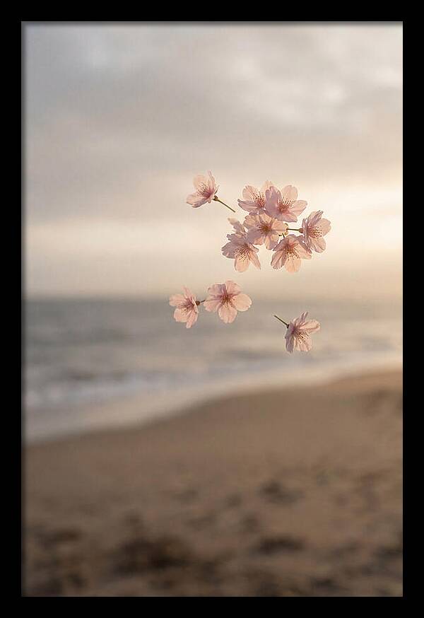 Cherry Blossoms Drifting Through Air
