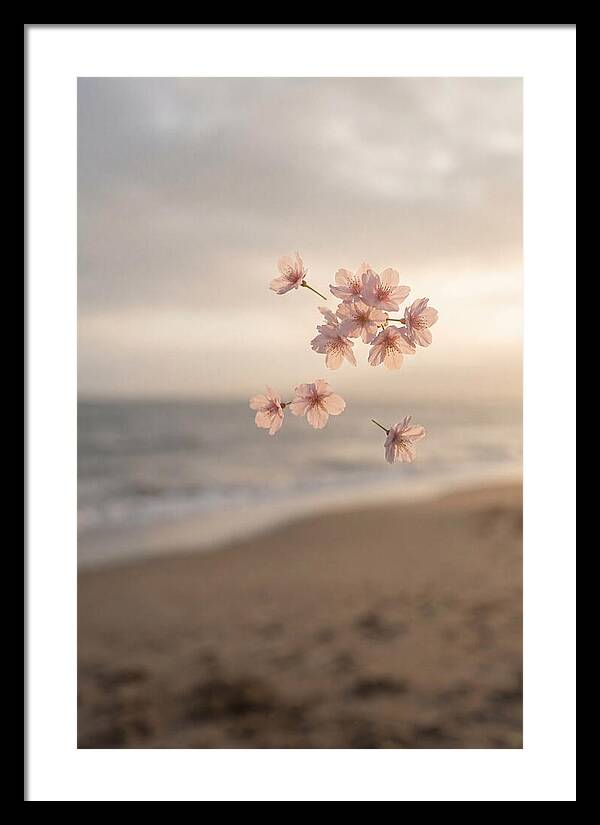 Cherry Blossoms Drifting Through Air