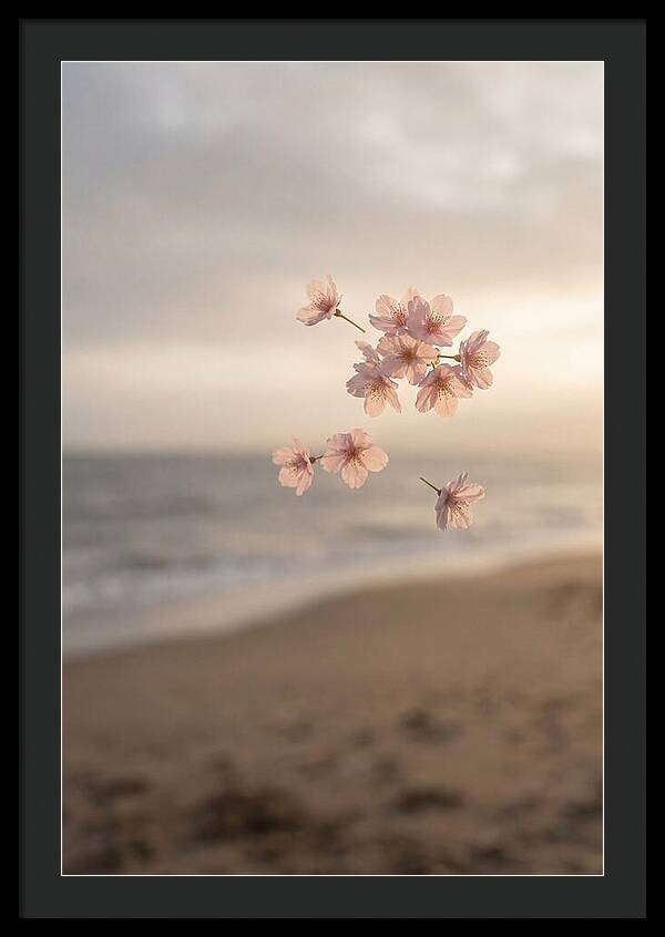 Cherry Blossoms Drifting Through Air