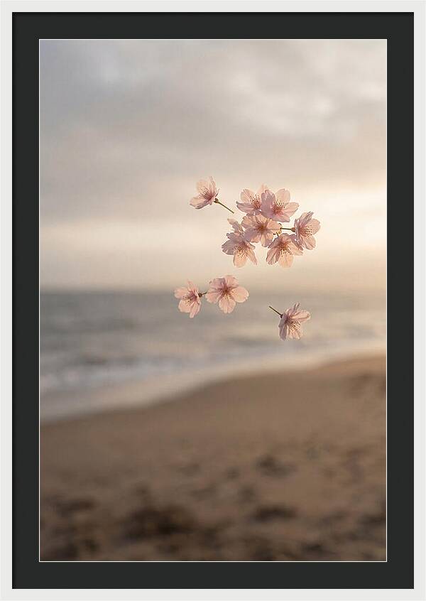 Cherry Blossoms Drifting Through Air