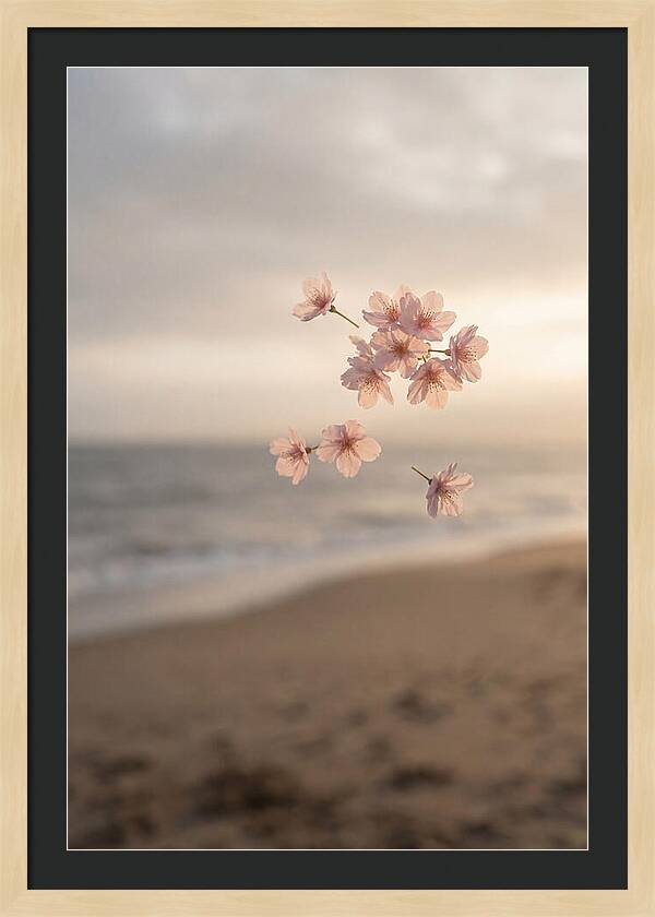 Cherry Blossoms Drifting Through Air