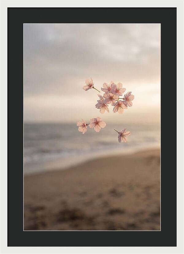 Cherry Blossoms Drifting Through Air