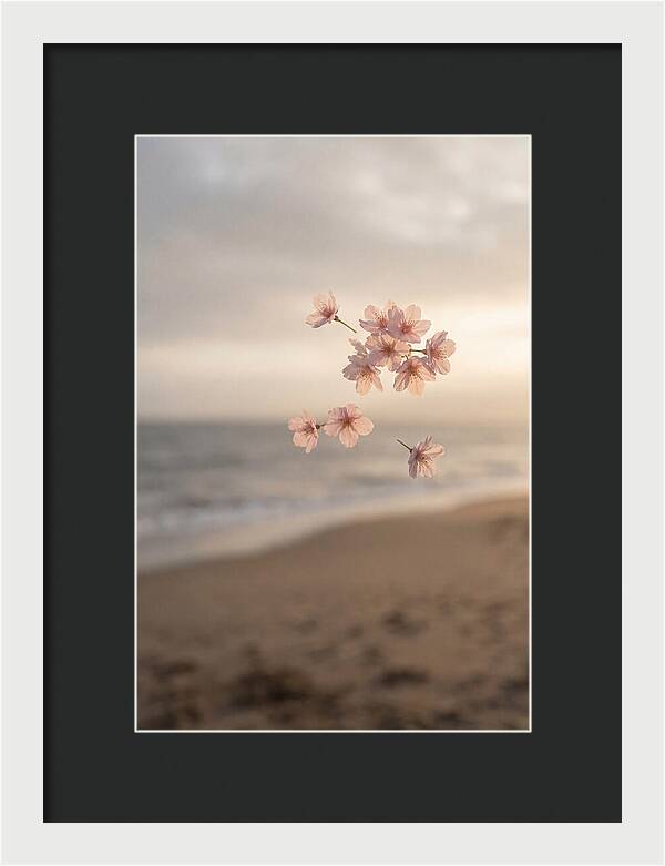 Cherry Blossoms Drifting Through Air