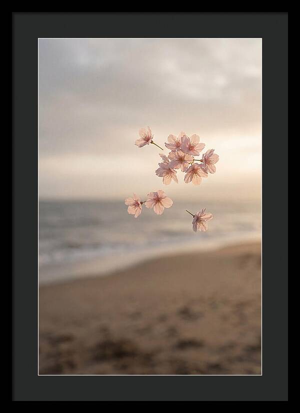 Cherry Blossoms Drifting Through Air
