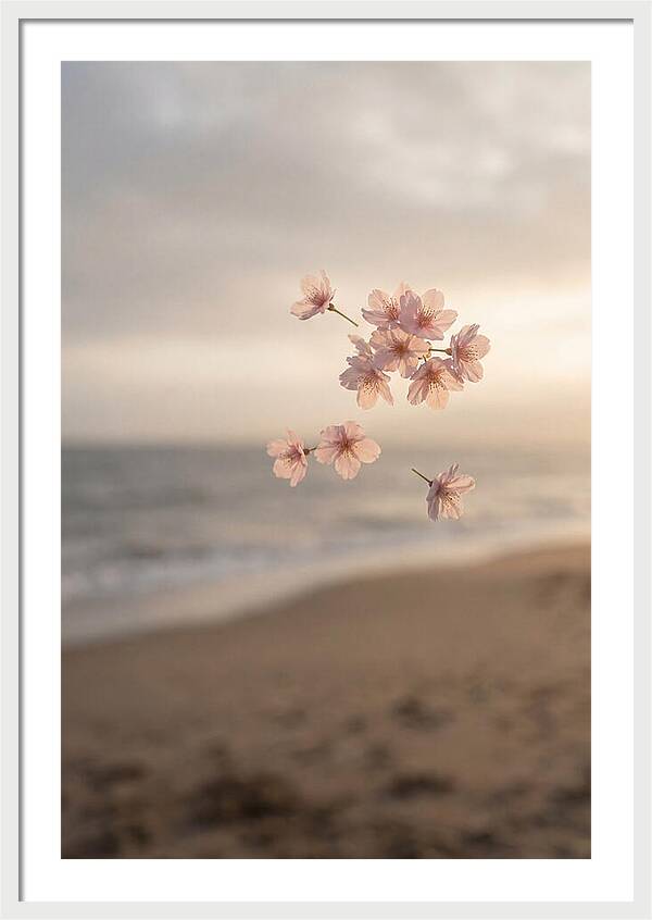 Cherry Blossoms Drifting Through Air