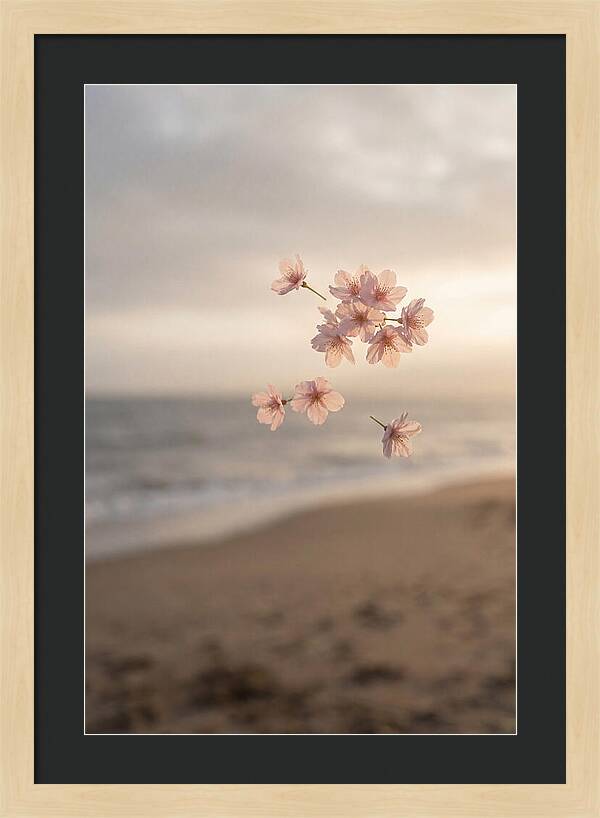 Cherry Blossoms Drifting Through Air