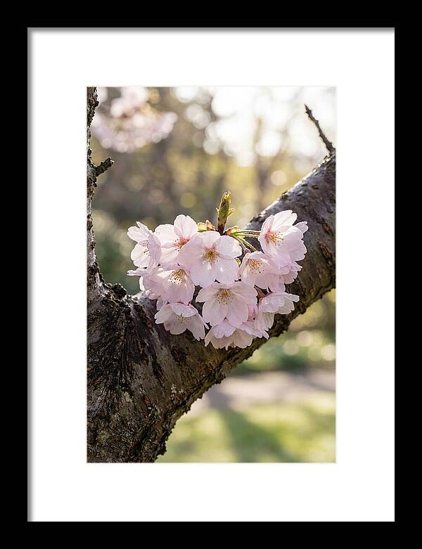 Cherry Blossoms In Bloom