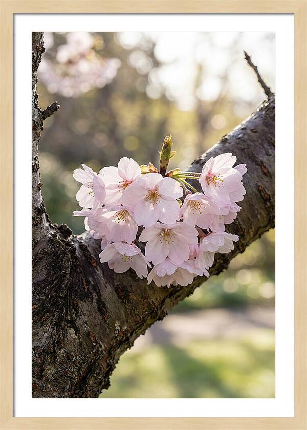 Cherry Blossoms In Bloom