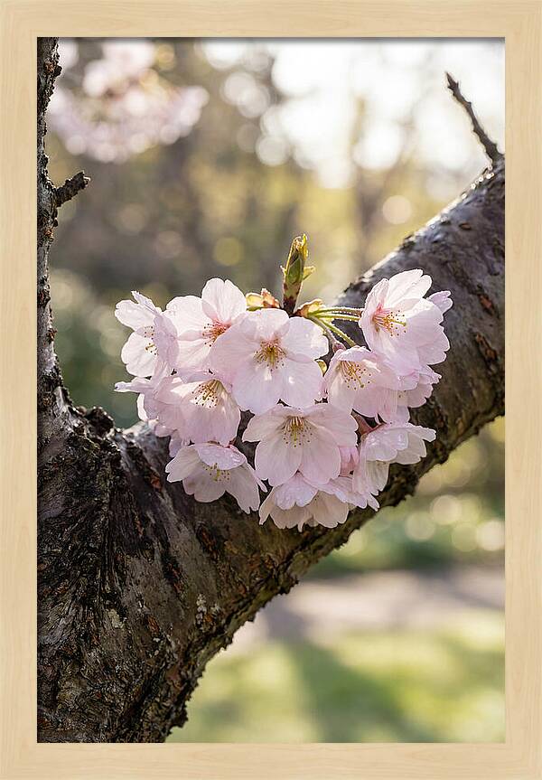 Cherry Blossoms In Bloom