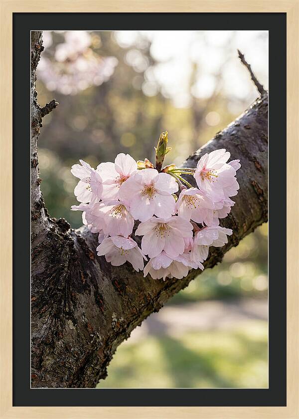 Cherry Blossoms In Bloom