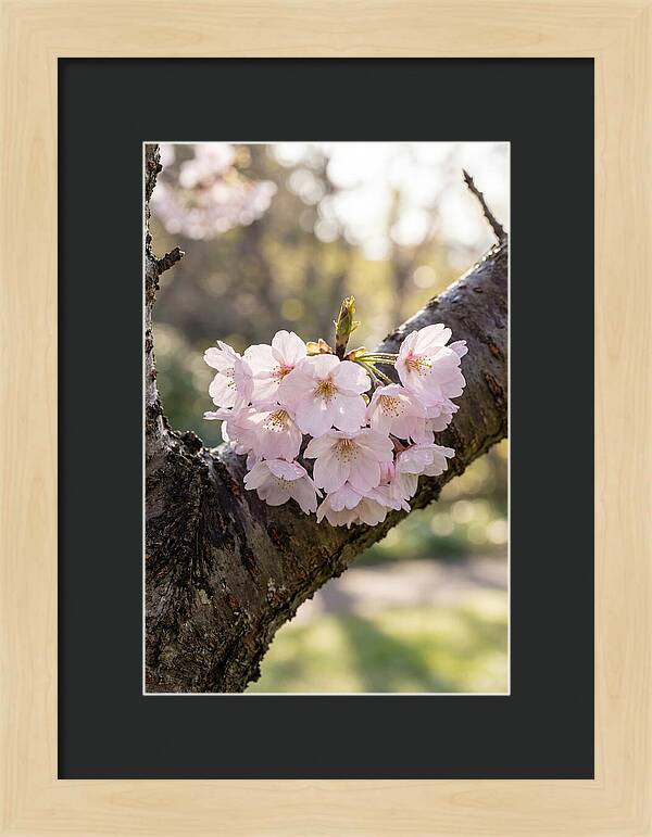 Cherry Blossoms In Bloom