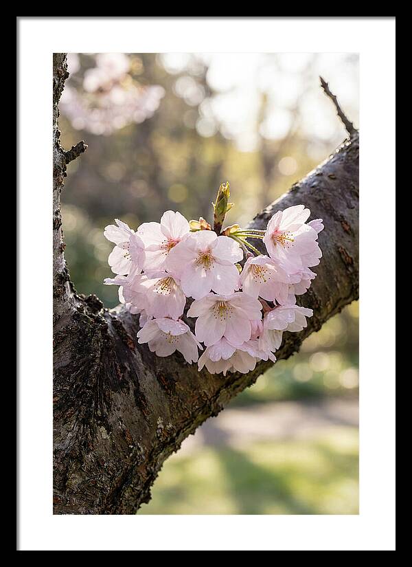 Cherry Blossoms In Bloom