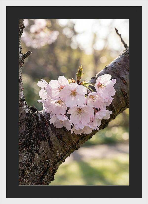 Cherry Blossoms In Bloom