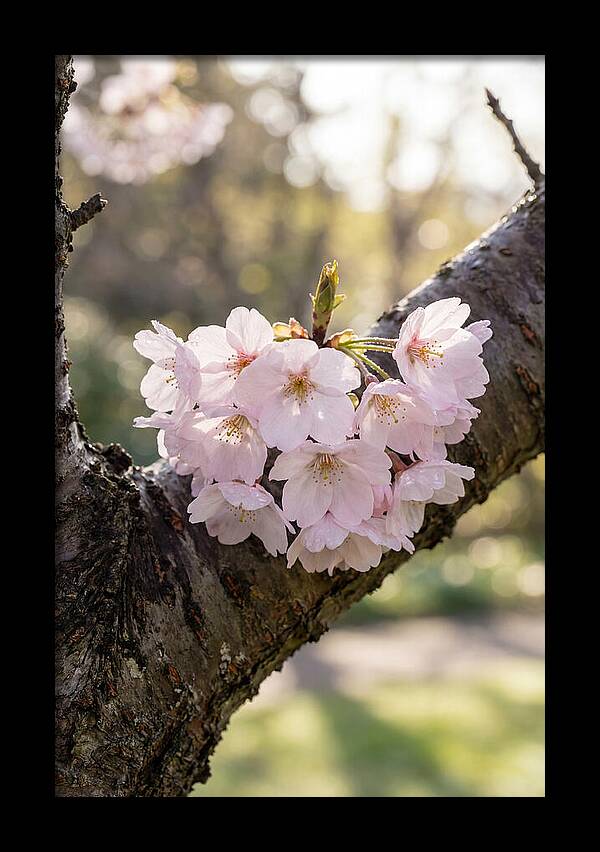 Cherry Blossoms In Bloom