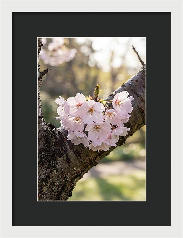 Cherry Blossoms In Bloom