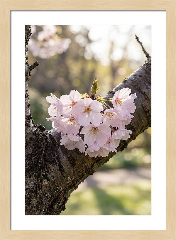 Cherry Blossoms In Bloom