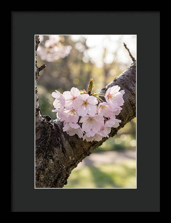 Cherry Blossoms In Bloom