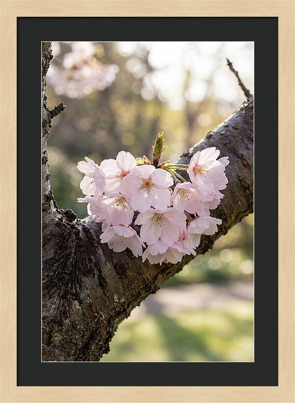 Cherry Blossoms In Bloom