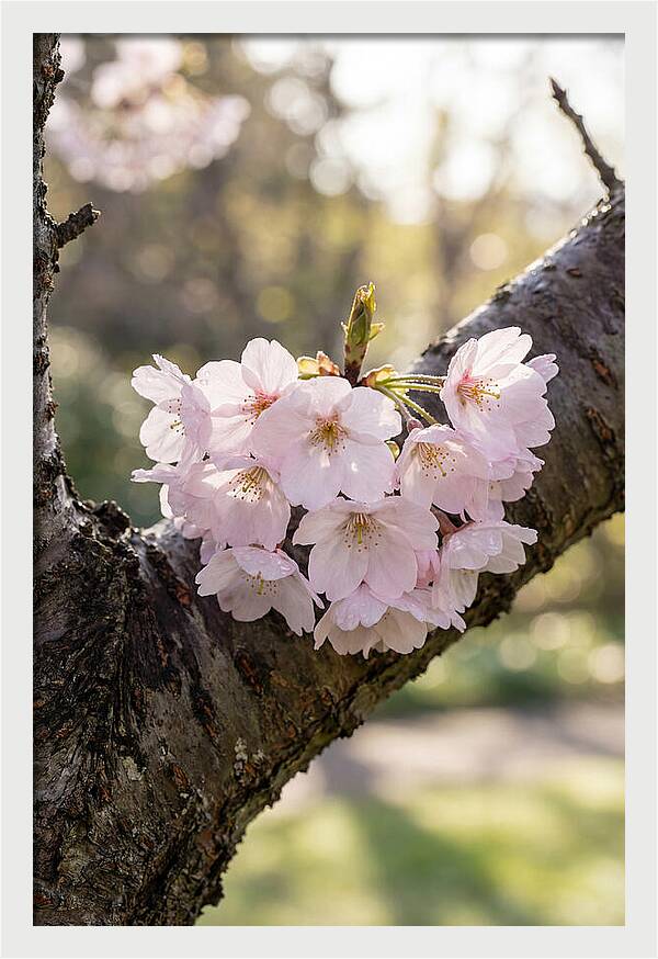 Cherry Blossoms In Bloom