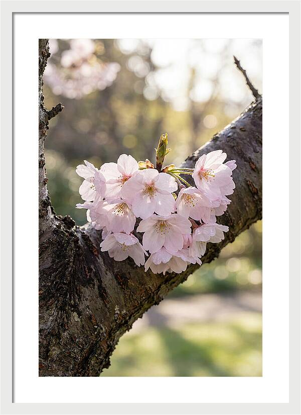Cherry Blossoms In Bloom