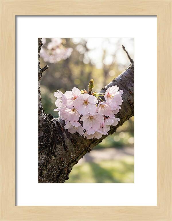 Cherry Blossoms In Bloom