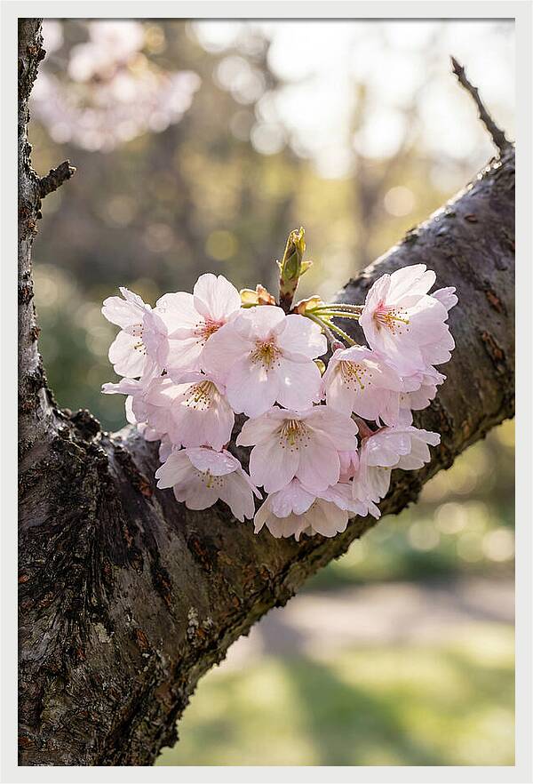 Cherry Blossoms In Bloom