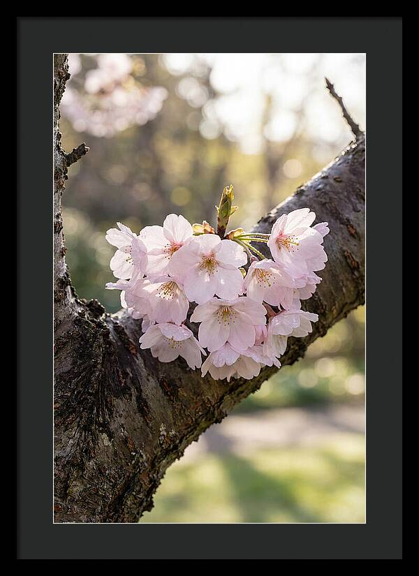 Cherry Blossoms In Bloom