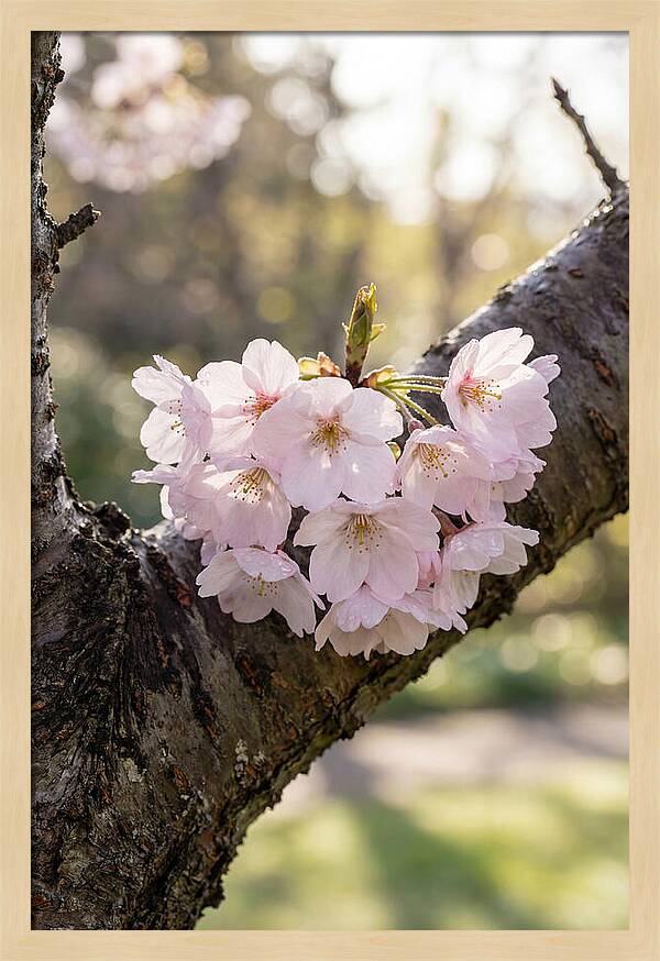 Cherry Blossoms In Bloom